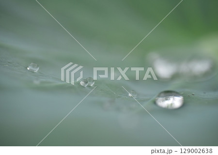 蓮の葉、夏 蓮の葉、夏 129002638