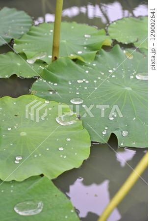 蓮の葉、夏 129002641