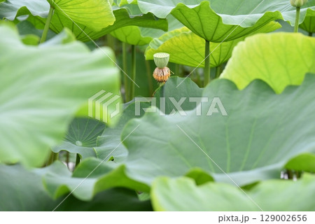 蓮の葉、夏 129002656