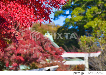 鎌倉宮の美しい鳥居と紅葉（神奈川県鎌倉市） 129002782