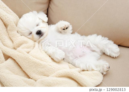 ブランケットに包まれて眠る白い子犬の安らぎ 129002813