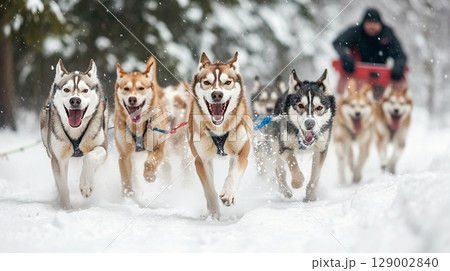 全力疾走するハスキー犬の犬ぞりチーム 129002840