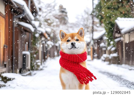 赤いマフラーを巻いた柴犬が佇む雪の町並み 129002845