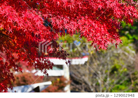 鎌倉宮の美しい鳥居と紅葉(神奈川県鎌倉市) 鎌倉宮の美しい鳥居と紅葉(神奈川県鎌倉市) 129002948
