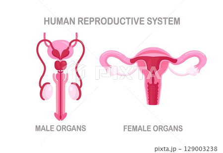Human Reproductive System. Male and Female internal organs. Medicine educational information. Genital organ, structure of uterus, cervix, ovary, fallopian tube. Healthy prostate, penis, testicles. 129003238