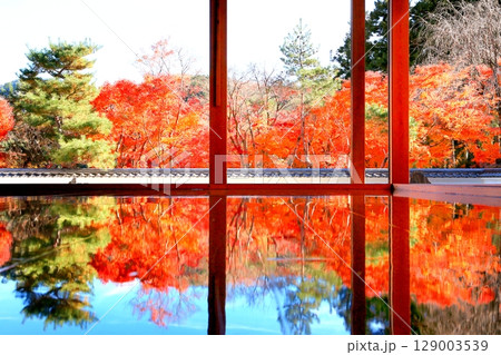 宝徳寺の床もみじ 129003539