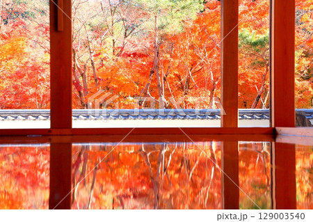 宝徳寺の床もみじ 宝徳寺の床もみじ 129003540