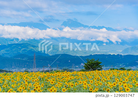 【山梨県】北杜市明野サンフラワーフェス・後方は南アルプス 129003747