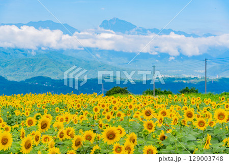【山梨県】北杜市明野サンフラワーフェス・後方は南アルプス 129003748