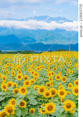 【山梨県】北杜市明野サンフラワーフェス・後方は南アルプス 129003750