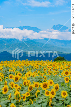 【山梨県】北杜市明野サンフラワーフェス・後方は南アルプス 【山梨県】北杜市明野サンフラワーフェス・後方は南アルプス 129003751