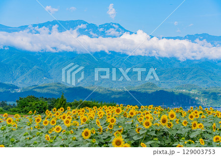【山梨県】北杜市明野サンフラワーフェス・後方は南アルプス 129003753