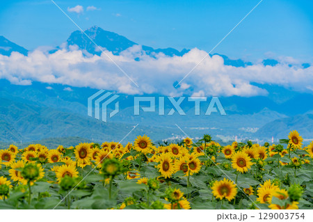 【山梨県】北杜市明野サンフラワーフェス・後方は南アルプス 【山梨県】北杜市明野サンフラワーフェス・後方は南アルプス 129003754