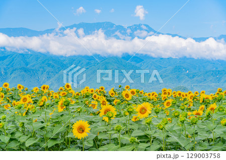 【山梨県】北杜市明野サンフラワーフェス・後方は南アルプス 【山梨県】北杜市明野サンフラワーフェス・後方は南アルプス 129003758