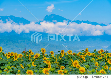【山梨県】北杜市明野サンフラワーフェス・後方は南アルプス 129003764