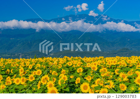 【山梨県】北杜市明野サンフラワーフェス・後方は南アルプス 129003783