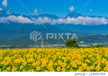 【山梨県】北杜市明野サンフラワーフェス・後方は南アルプス 129003784