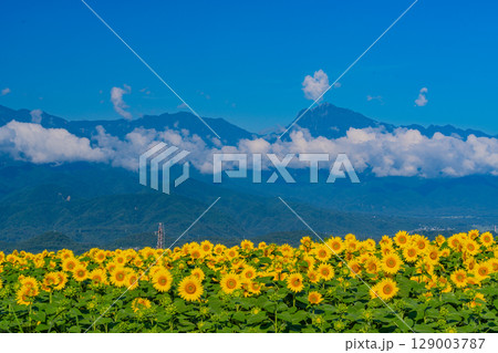 【山梨県】北杜市明野サンフラワーフェス・後方は南アルプス 129003787
