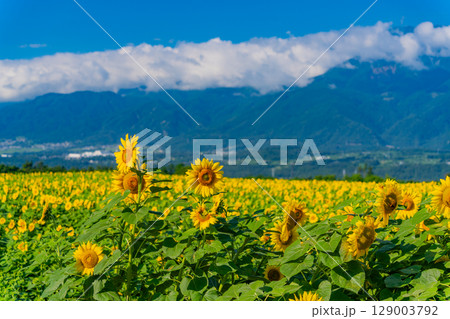 【山梨県】北杜市明野サンフラワーフェス・後方は南アルプス 129003792
