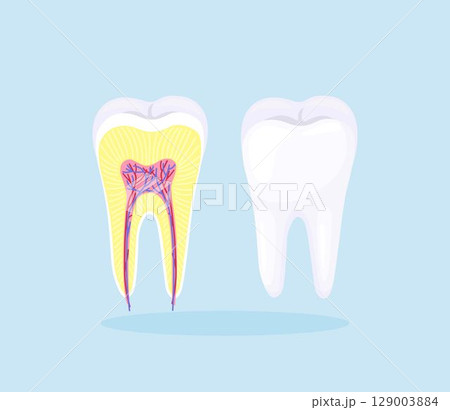 Human tooth structure. Cross section scheme representing tooth enamel, dentine, pulp with blood vessels and nerves, cementum and structures around it. Dental anatomy 129003884