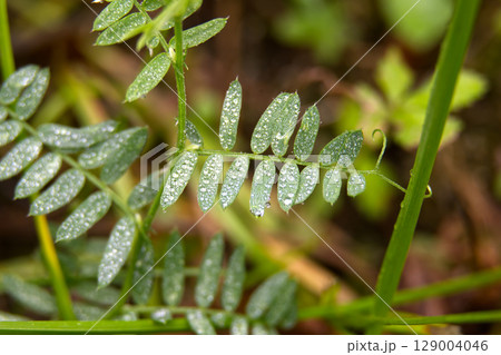 Green leaves with water droplets, a perfect capture of nature's beauty. 129004046