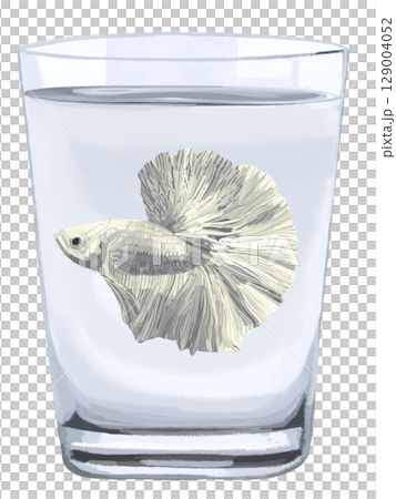 Betta (white) in a cup Betta (white) in a cup 129004052