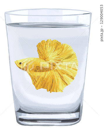 コップに入ったベタ(イエロー) コップに入ったベタ(イエロー) 129004053