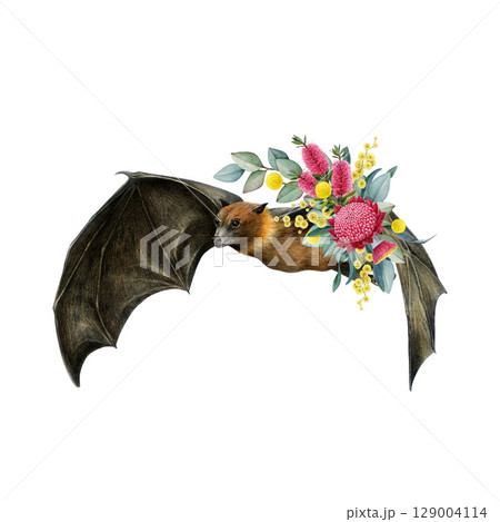 Flying fox with floral decor hand drawn watercolor realistic illustration on white background. Australian flying bat with Australia wildflowers native flora elegant decoration 129004114