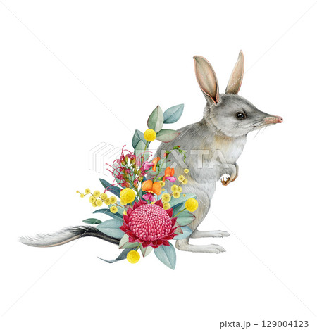 Bilby with floral decor hand drawn watercolor illustration on white background. Australian rabbit bandicoot native endemic marsupial mammal with Australia wildflowers native flora decoration. 129004123