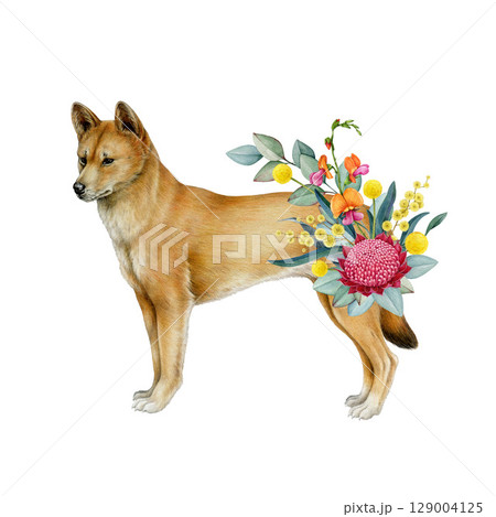 Dingo with floral decor hand drawn watercolor realistic illustration on white background. Dingo wild dog Australian native endemic mammal with Australia wildflowers native flora decoration 129004125