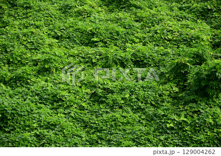 河川敷に大繁殖した蔓性植物 129004262