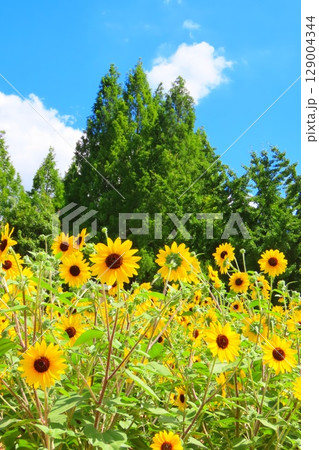 ひまわり畑のインスタ映えスポット 129004344