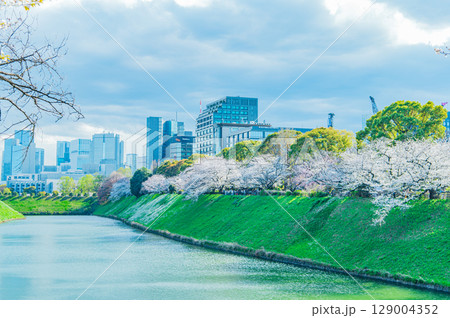 東京都 千鳥ヶ淵の桜 129004352