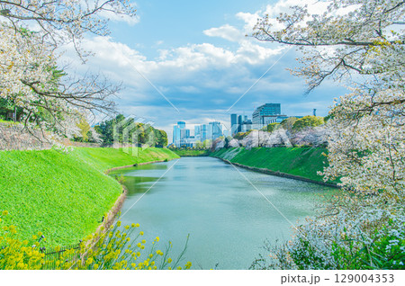 東京都 千鳥ヶ淵の桜 東京都 千鳥ヶ淵の桜 129004353
