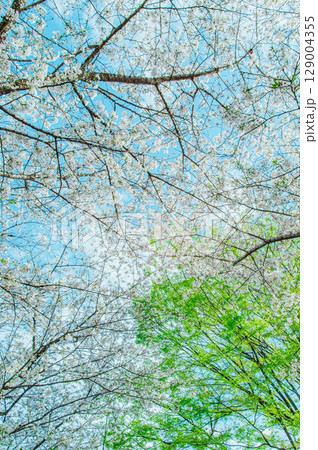 東京都 千鳥ヶ淵の桜 129004355