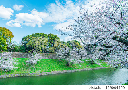 東京都 千鳥ヶ淵の桜 東京都 千鳥ヶ淵の桜 129004360