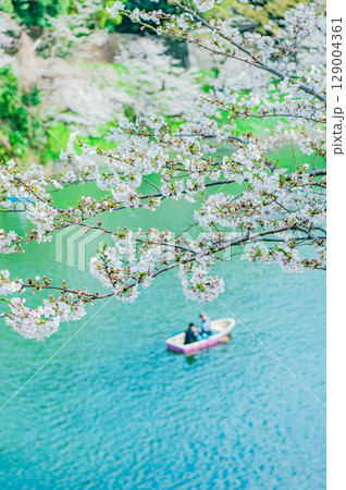 東京都 千鳥ヶ淵の桜 129004361