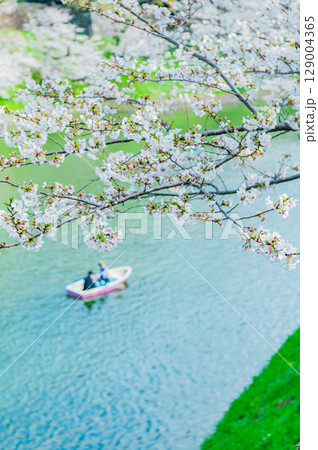 東京都 千鳥ヶ淵の桜 129004365
