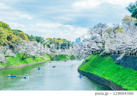 東京都 千鳥ヶ淵の桜 東京都 千鳥ヶ淵の桜 129004366