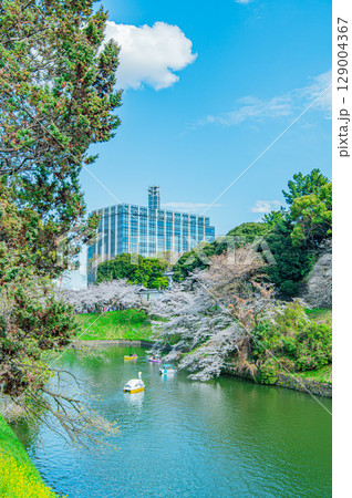 東京都 千鳥ヶ淵の桜 東京都 千鳥ヶ淵の桜 129004367