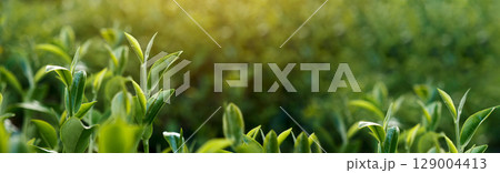 Banner Green tea tree leaves camellia sinensis organic farm sunlight. Panorama Fresh young tender bud herbal farm in morning. Banner Sunlight Green tea tree plant. Wide Green Tea Tree with copy space 129004413