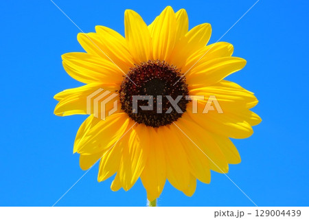 ひまわり畑のインスタ映えスポット 129004439