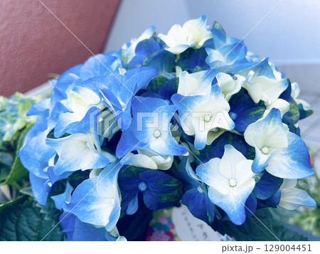 青い紫陽花 青い紫陽花 129004451