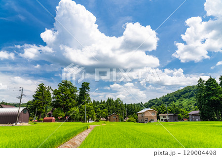 《新潟県》夏の日本の原風景・荻ノ島かやぶきの里 129004498