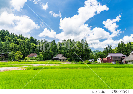 《新潟県》夏の日本の原風景・荻ノ島かやぶきの里 《新潟県》夏の日本の原風景・荻ノ島かやぶきの里 129004501