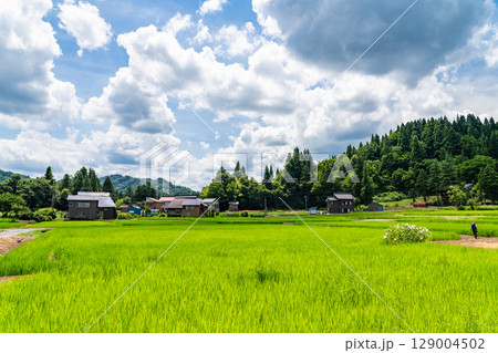 《新潟県》夏の日本の原風景・荻ノ島かやぶきの里 《新潟県》夏の日本の原風景・荻ノ島かやぶきの里 129004502