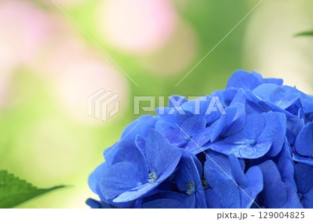 キレイな青い紫陽花 ピンクの玉ボケ背景 キレイな青い紫陽花 ピンクの玉ボケ背景 129004825