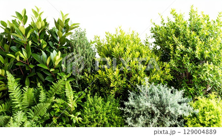 Vibrant green grass under the morning sun, with fresh leaves and natural foliage, perfectly frames the essence of spring Vibrant green grass under the morning sun, with fresh leaves and natural foliage, perfectly frames the essence of spring 129004889