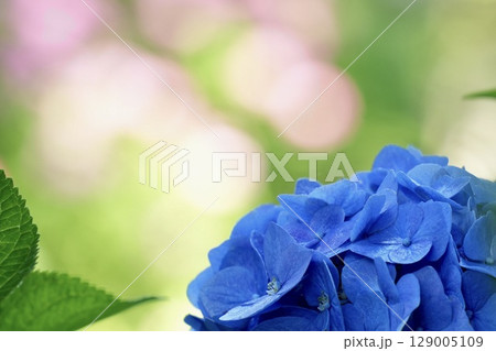 キレイな青い紫陽花　ピンクの玉ボケ背景 129005109