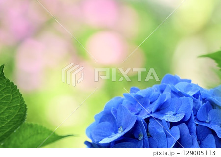 キレイな青い紫陽花 ピンクの玉ボケ背景 キレイな青い紫陽花 ピンクの玉ボケ背景 129005113